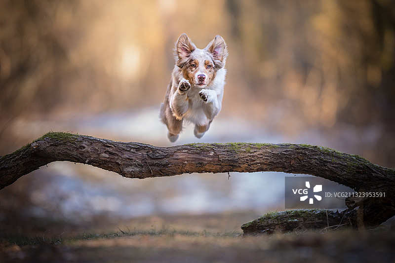 在树桩上奔跑的澳大利亚牧羊犬肖像，卢森堡图片素材