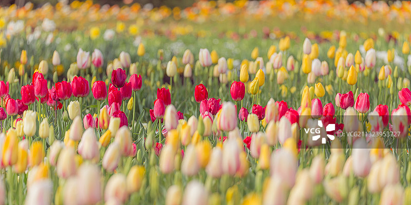 田野中的郁金香特写，堪培拉，澳大利亚首都领地，澳大利亚图片素材