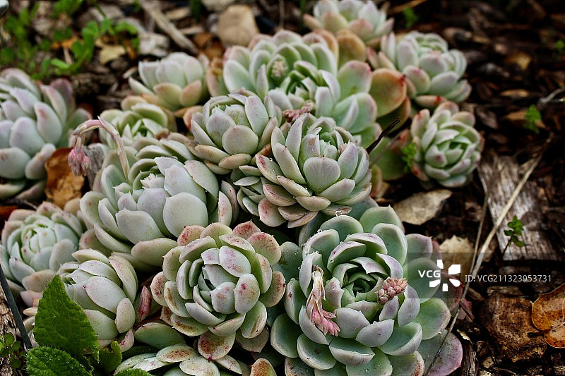田野里的多肉植物（高角度）图片素材