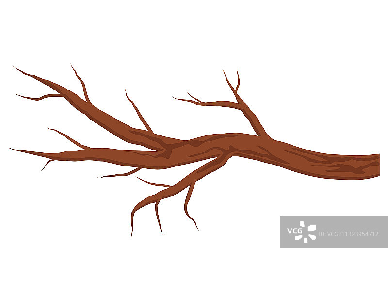孤立的裸露棕色树枝，没有叶子图片素材