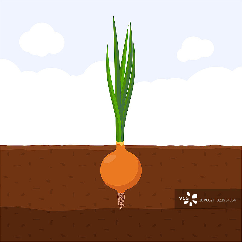 新鲜土壤中发芽的洋葱图片素材
