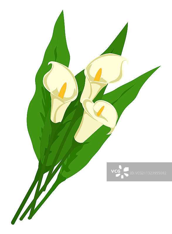 白色马蹄莲与叶子花束图片素材