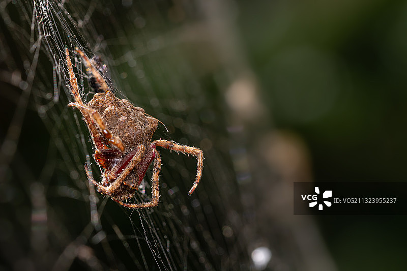 蜘蛛网特写，阿根廷布宜诺斯艾利斯省图片素材