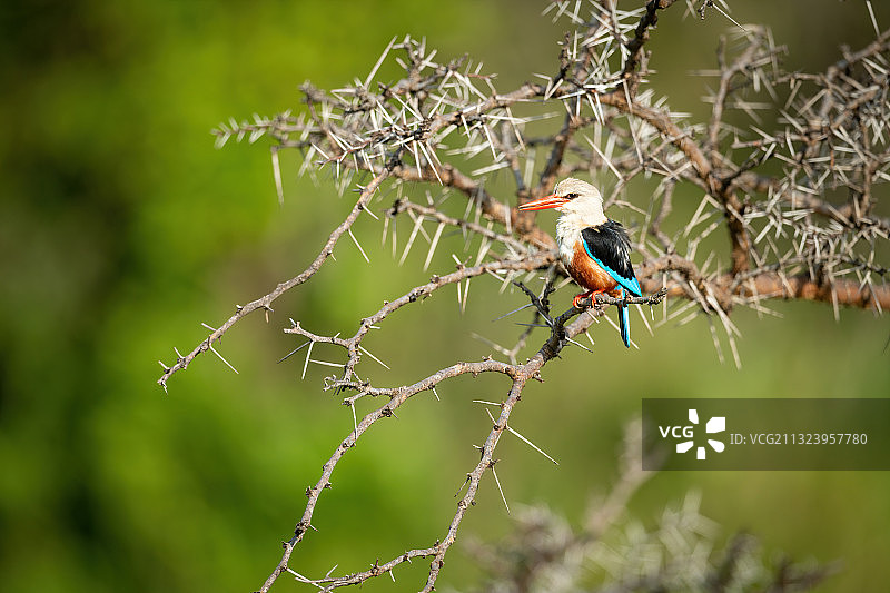 翠鸟栖息于树枝特写，肯尼亚马赛马拉纳罗克图片素材
