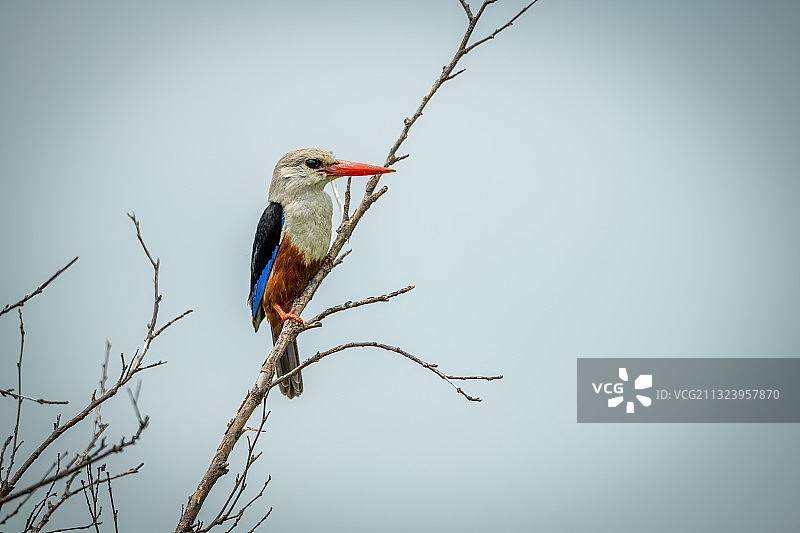 肯尼亚科亚基，翠鸟栖息在树枝上仰视图片素材