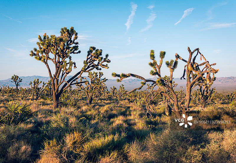 美国加利福尼亚州的田野树木图片素材