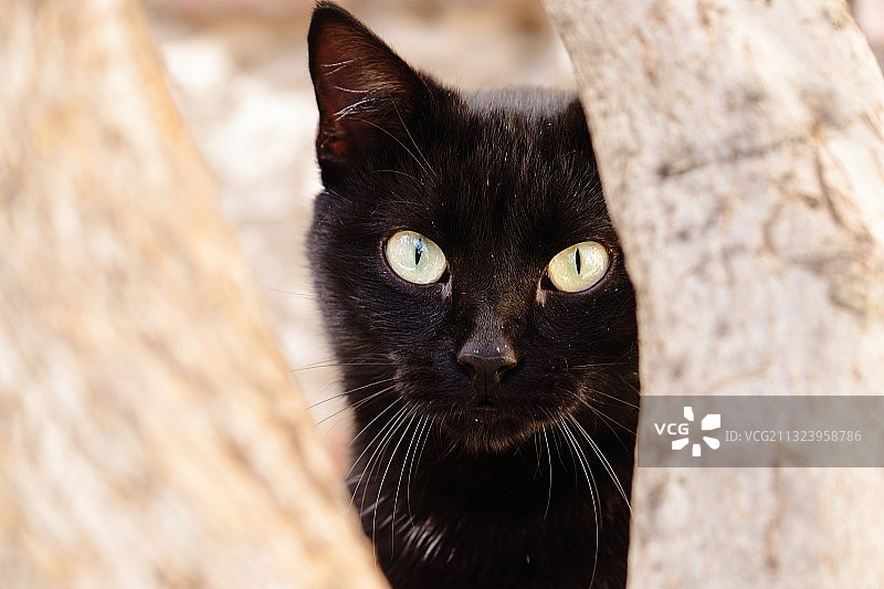 黑猫特写肖像图片素材