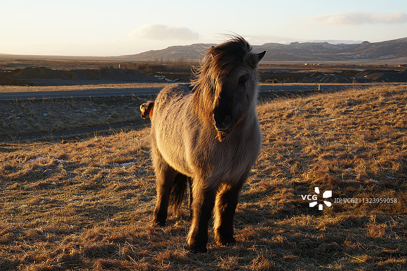 站在田野上的冰岛小马肖像图片素材