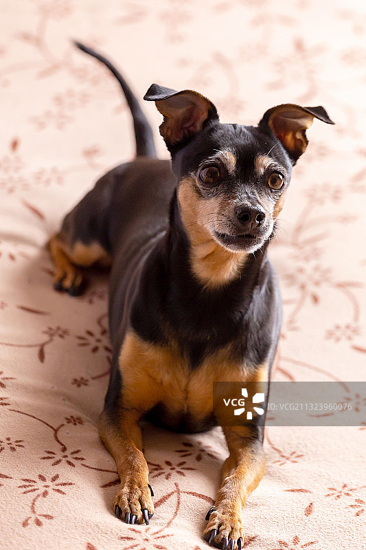 迷你杜宾犬坐在地板上的画像，拉脱维亚图片素材