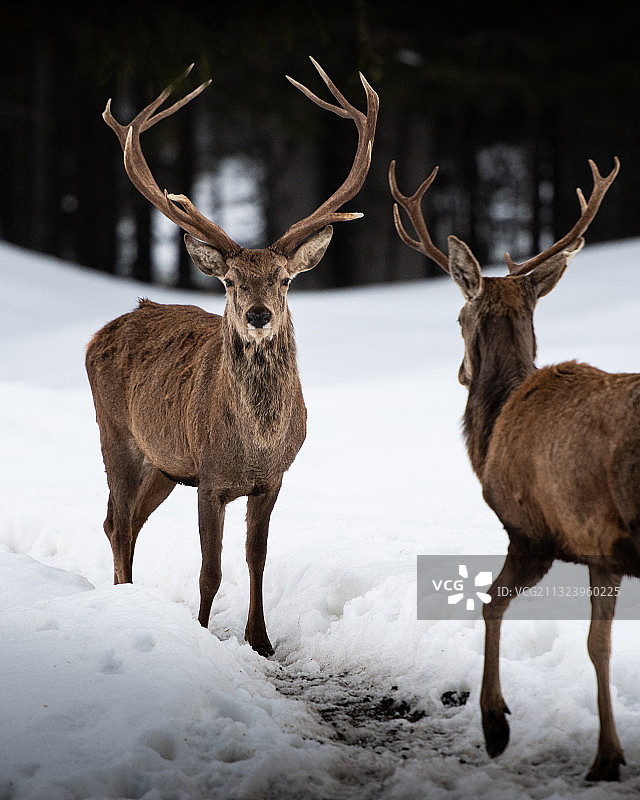意大利特伦托Predazzo田野上的鹿肖像图片素材