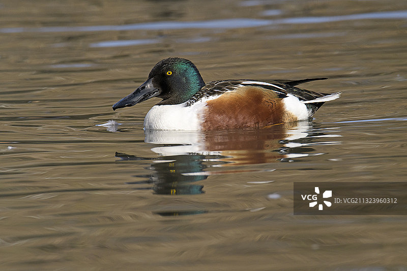 在意大利库内奥拉科尼吉的湖中游泳的琵嘴鸭特写图片素材