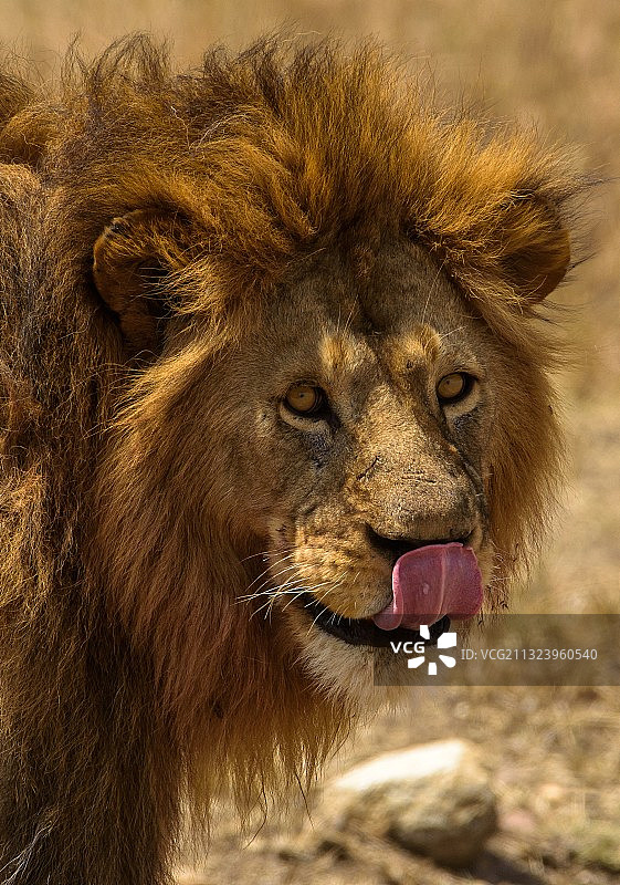 雄狮特写，塞伦盖蒂，马拉地区，坦桑尼亚图片素材