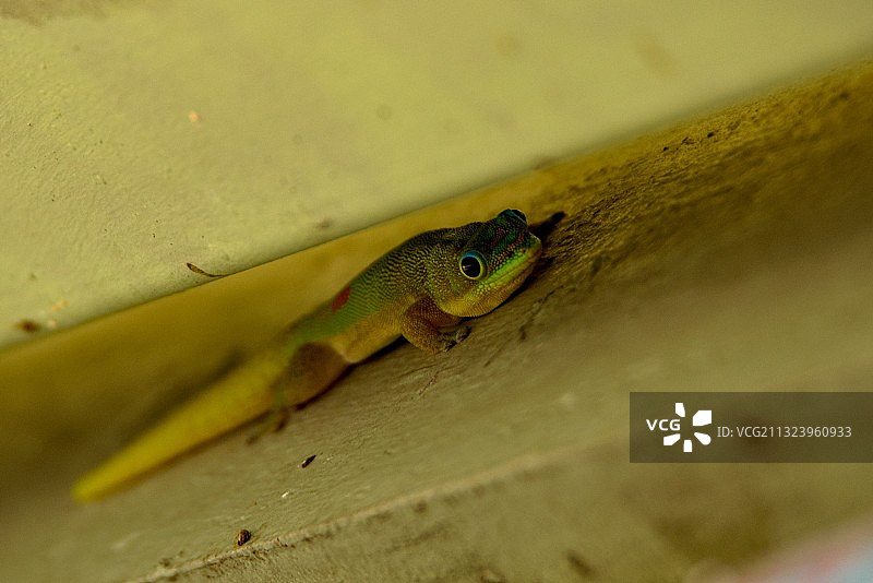 木头上壁虎特写图片素材