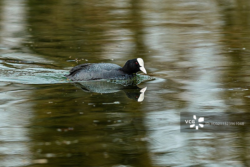在意大利贝加莫达尔米内湖中游泳的鸭子侧面图图片素材