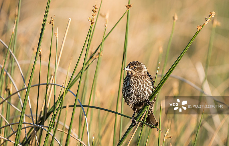 歌带雀栖息在植物上的特写，加拿大朱砂湖图片素材