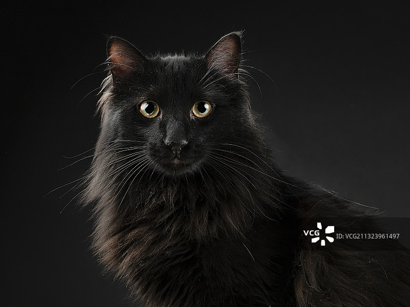 马德里黑色背景下的黑猫特写图片素材