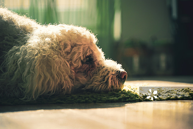 贵宾犬躺下的特写图片素材