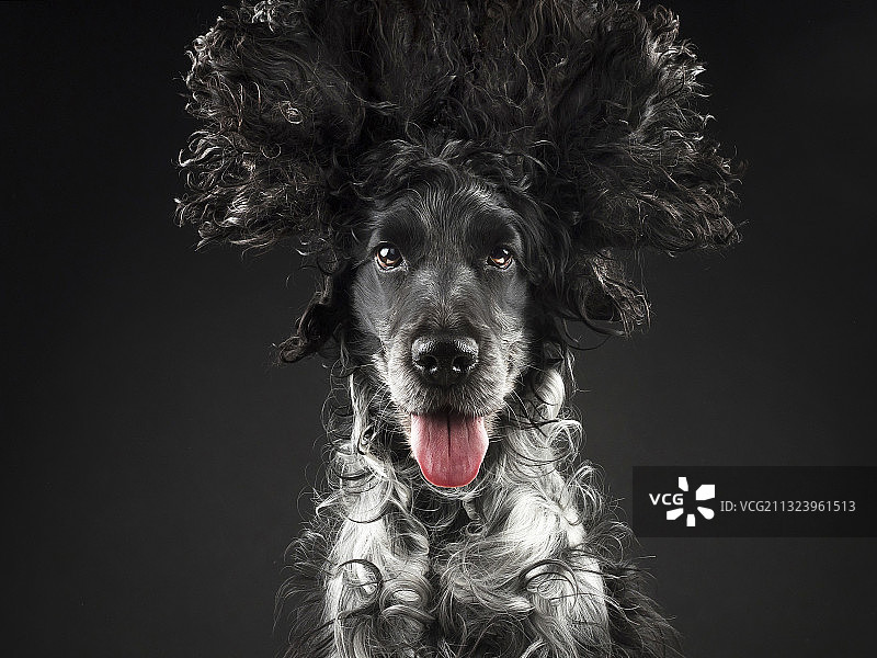 西班牙马德里黑色背景下的可卡犬肖像图片素材