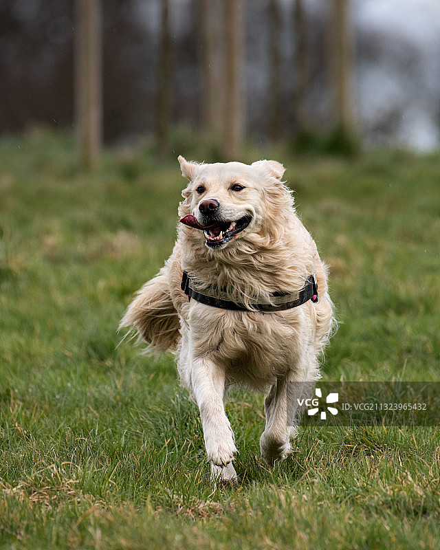 爱尔兰马拉海德，草地上奔跑的金毛猎犬肖像图片素材