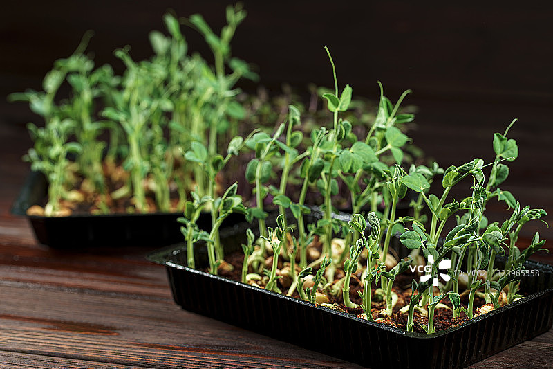 桌子上盆栽植物的特写图片素材