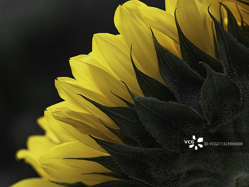 天空背景下的向日葵特写，美国德克萨斯州舒格兰图片素材