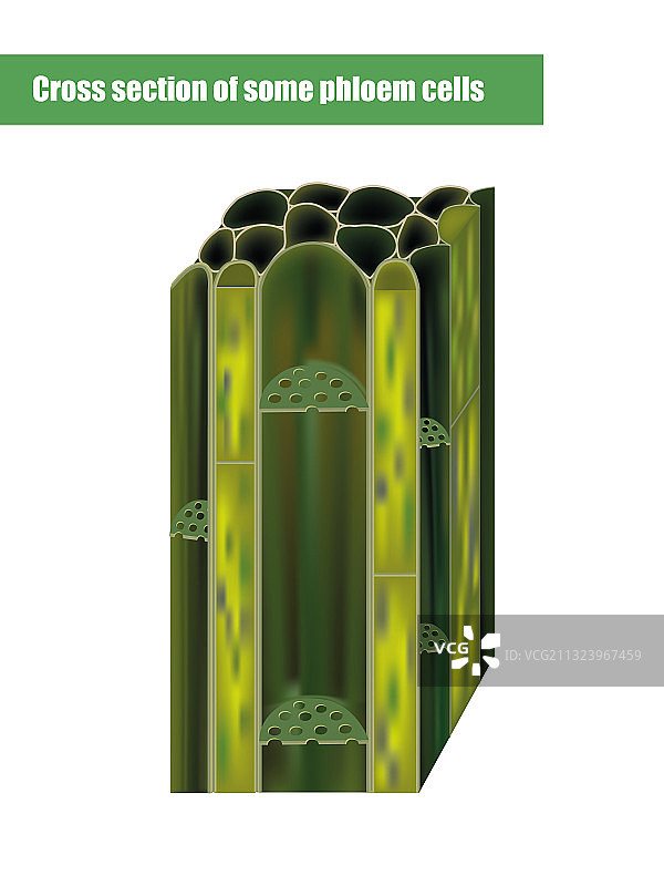 韧皮细胞横截面图片素材
