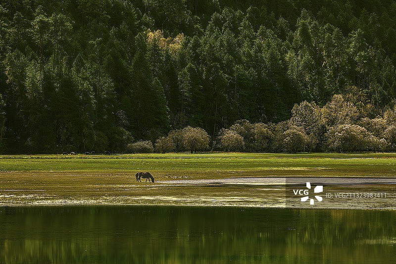 静谧的湖边，一匹孤独的马图片素材