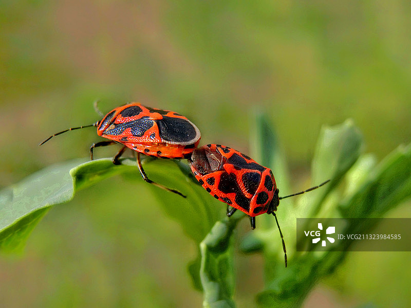 恋在绿叶中的蝽图片素材