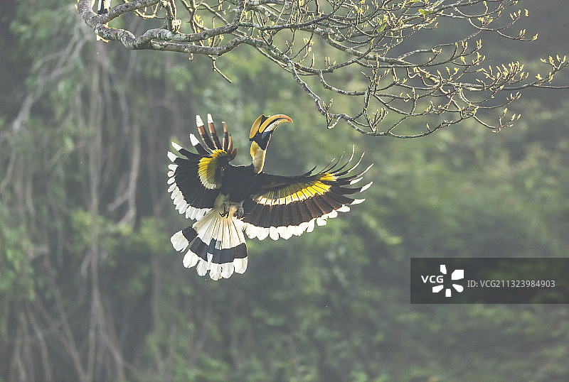 生活在云南热带森林中，喜欢啄食树上果实的双角犀鸟图片素材