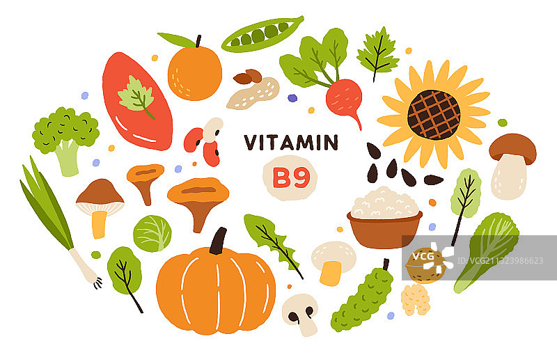 富含维生素B9的食物系列图片素材