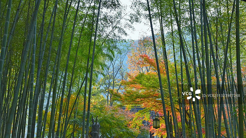 云溪竹径景区图片素材