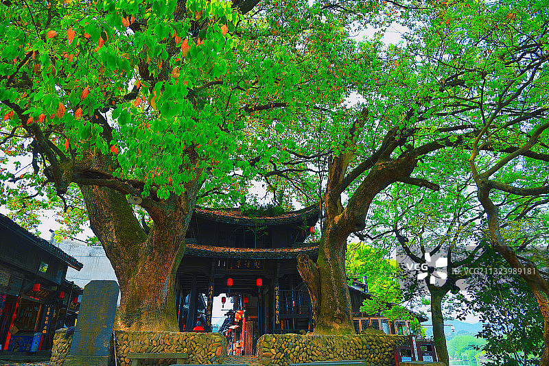 夫妻树图片素材