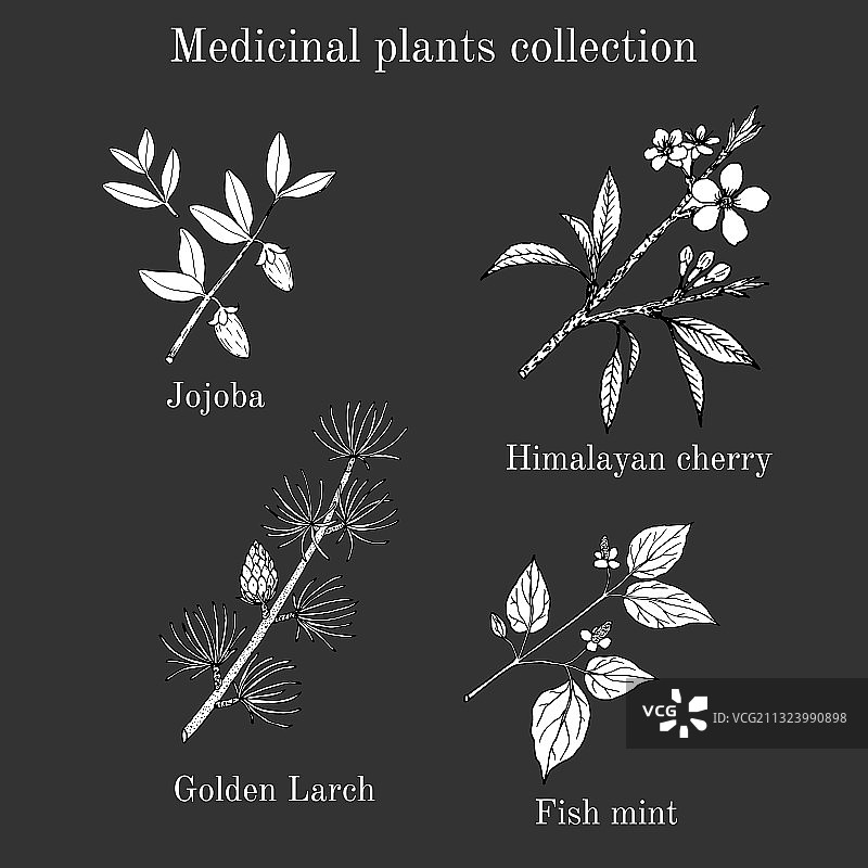 手绘药材素材合集图片素材