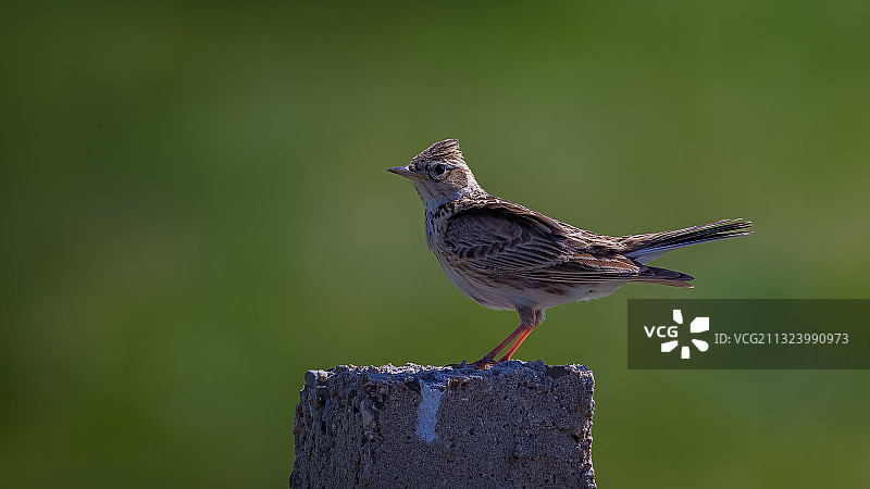 偶遇云雀～图片素材