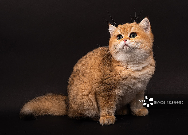 金渐层猫 影棚拍摄图片素材