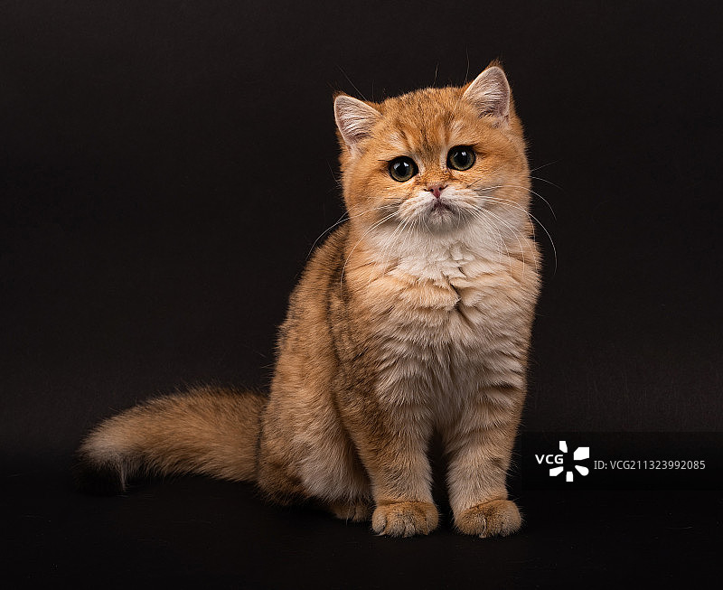 金渐层猫 影棚拍摄图片素材