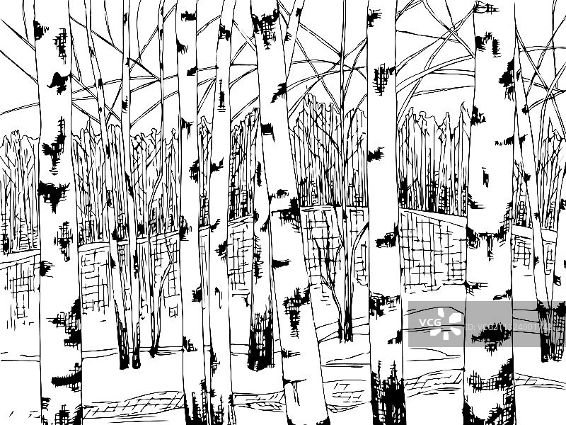 年轻的白桦林手绘图图片素材