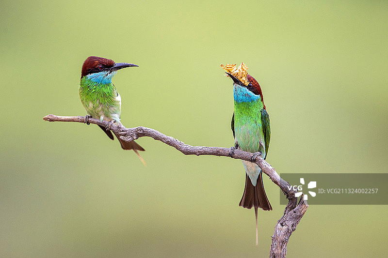 蓝喉蜂虎图片素材