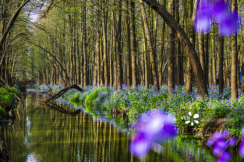 春季，江苏省泰州市兴化市李中水上森林，水美树绿花美游人乐图片素材