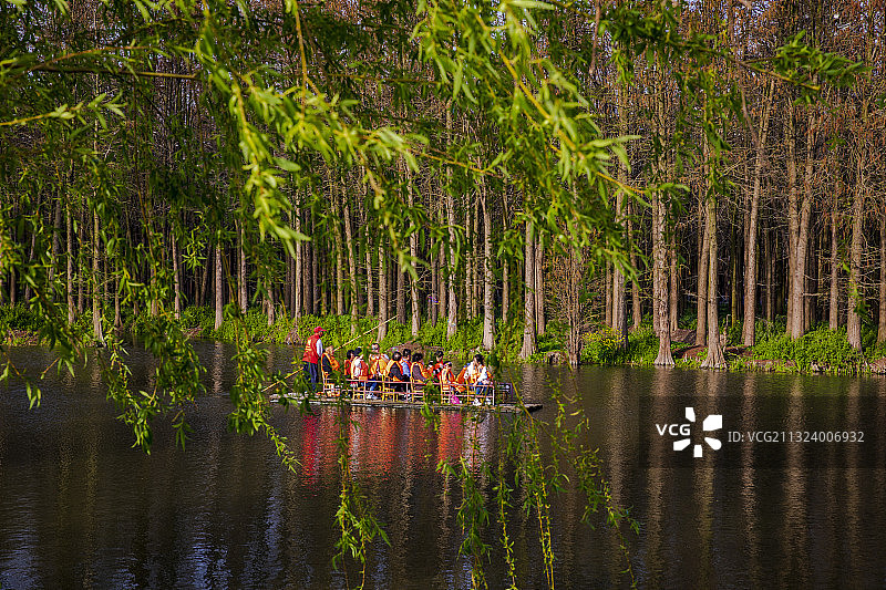 春季，江苏省泰州市兴化市李中水上森林，水美树绿花美游人乐图片素材