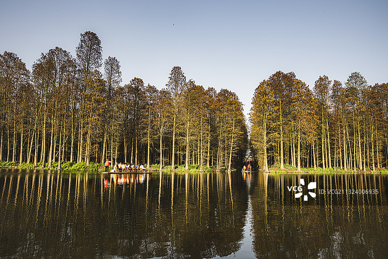 春季，江苏省泰州市兴化市李中水上森林，水美树绿花美游人乐图片素材