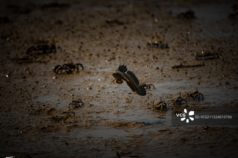 跳跳鱼图片素材