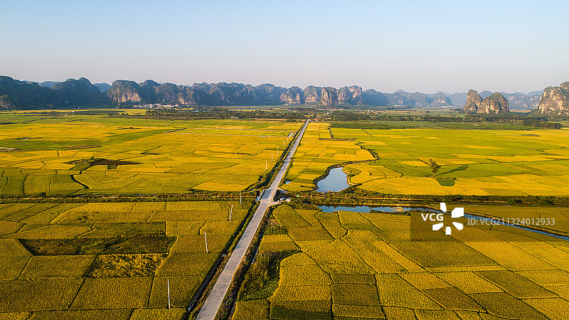 上林县白圩镇稻田风光图片素材