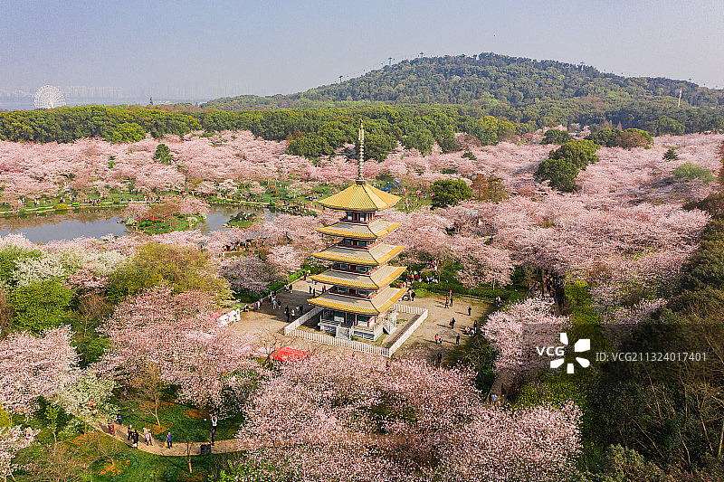 武汉市东湖风景区磨山樱花园图片素材