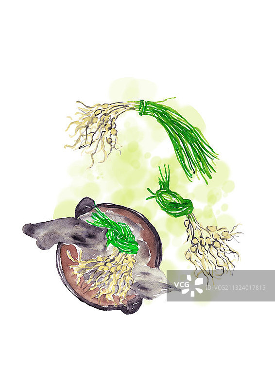 盆栽中的野生韭菜图片素材