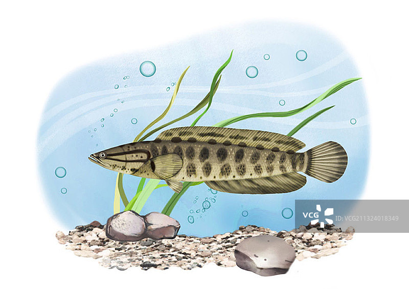 在草丛中游泳的长鼻猴图片素材