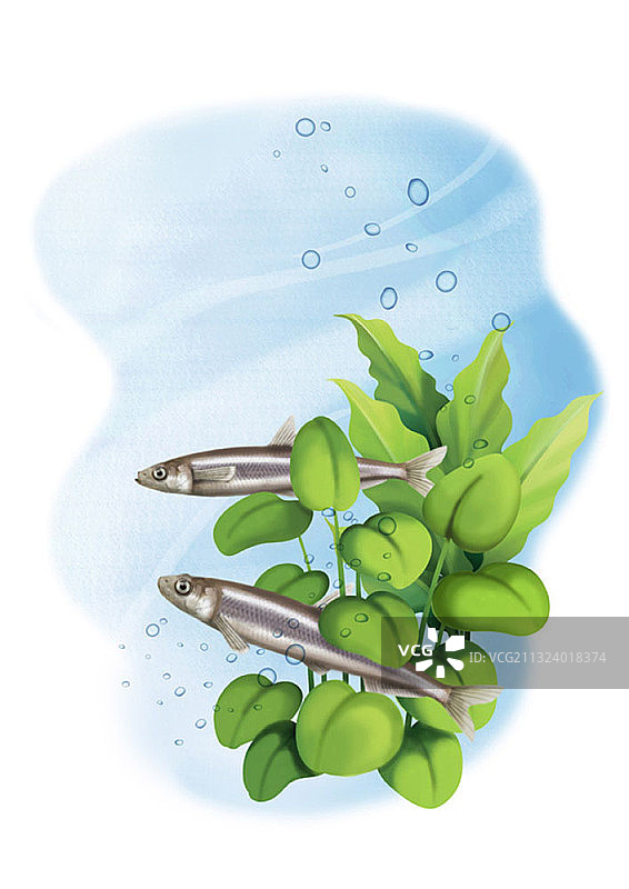 在河床中游泳的淡水鱼图片素材