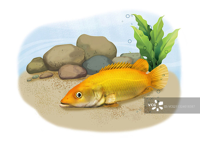 在河床中游泳的黄色旗鱼图片素材