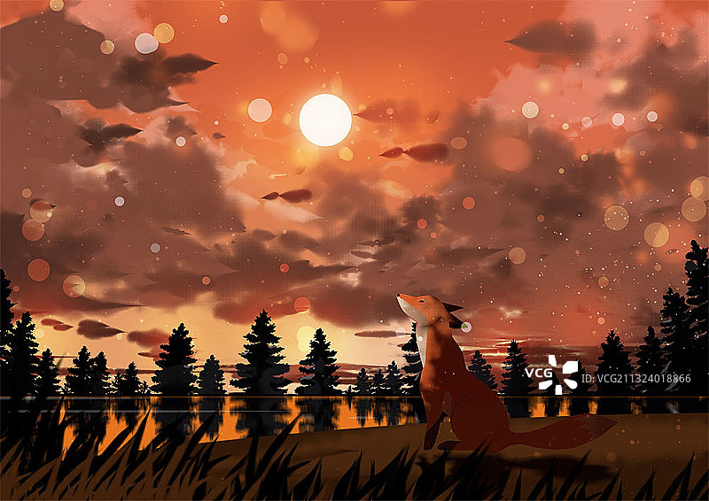 森林中欣赏日落的狐狸图片素材