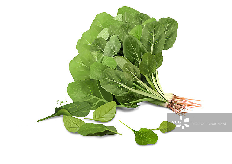 白色背景上的菠菜图片素材